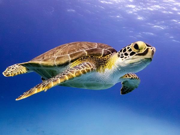 Swim with dolphins and sharks in Bahamas