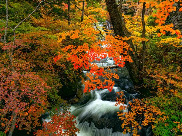 Japan photo tour in autumn foliage season