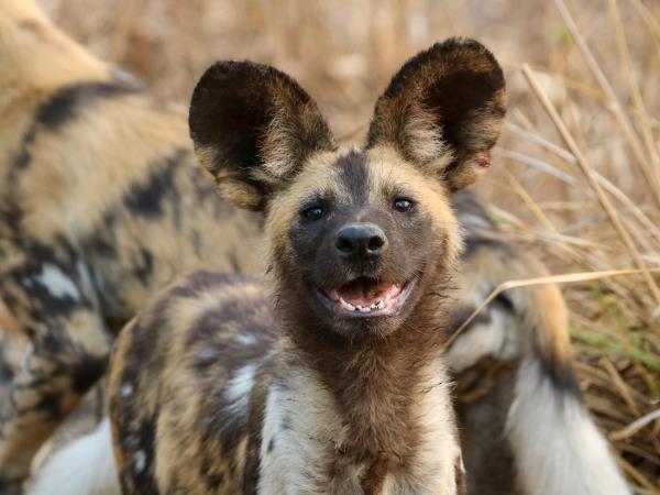 Mozambique safari in Gorongosa National Park