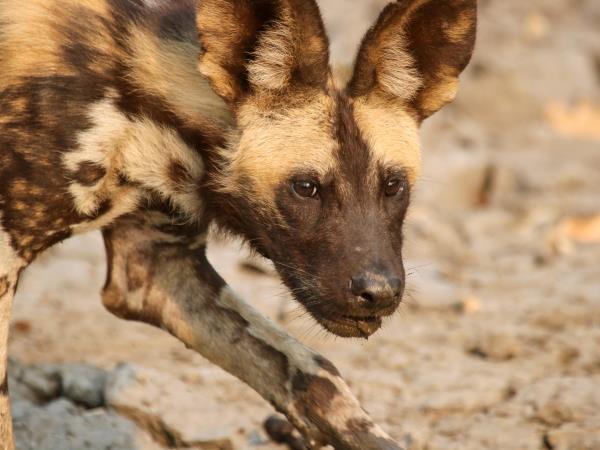 Mozambique safari in Gorongosa National Park