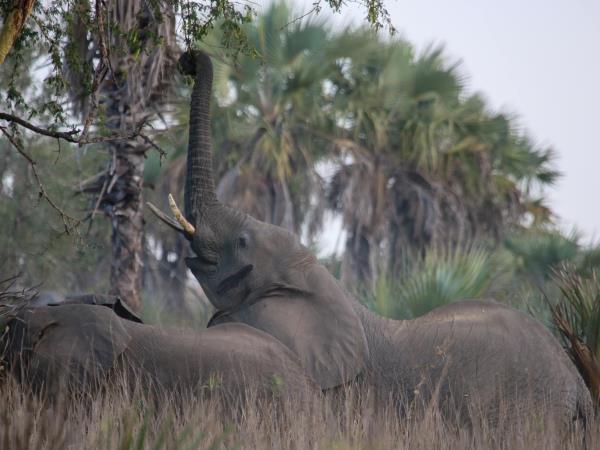 Mozambique safari in Gorongosa National Park