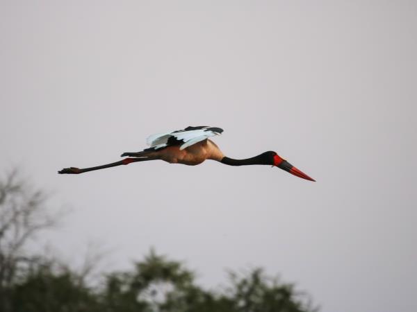 Mozambique safari in Gorongosa National Park