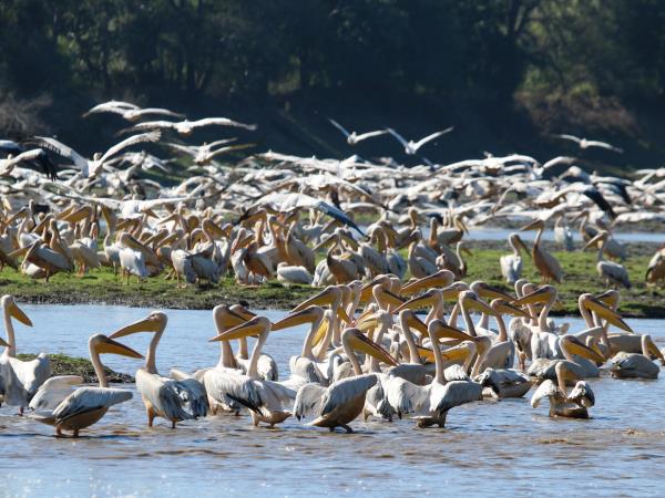 Mozambique safari in Gorongosa National Park