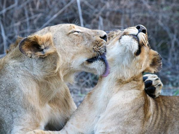 Mozambique safari in Gorongosa National Park