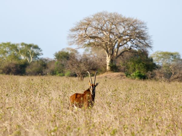 Mozambique safari in Gorongosa National Park