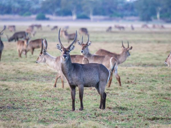 Mozambique safari in Gorongosa National Park