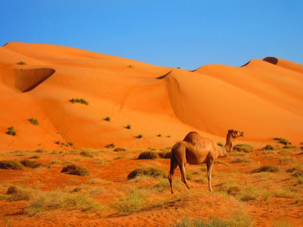 Oman short tour, tailor made