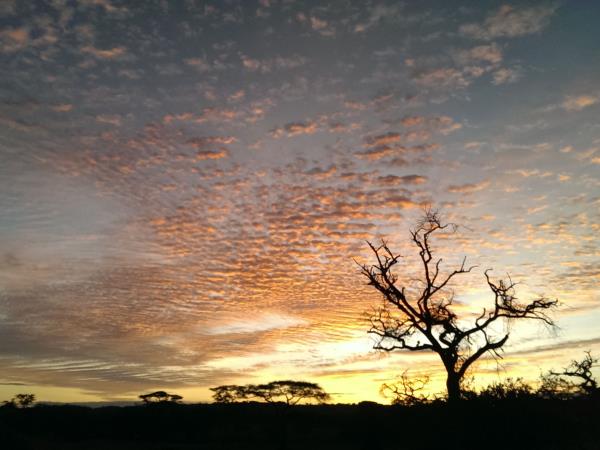 Tanzania wildlife vacations