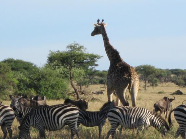 Tanzania wildlife vacations