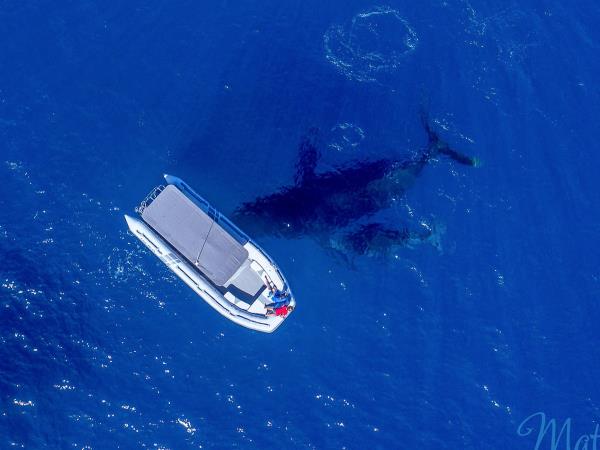 Swim with whales in Tonga