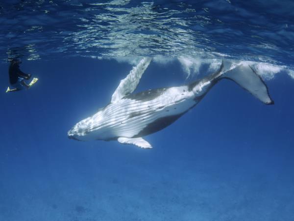 Swim with whales in Tonga