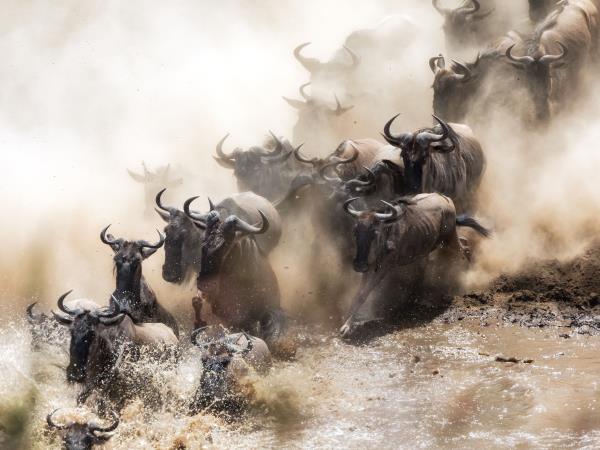 Kenya safaris, Lake Nakura & Masai Mara