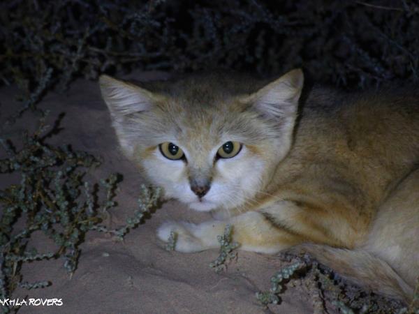Western Sahara wildlife vacation