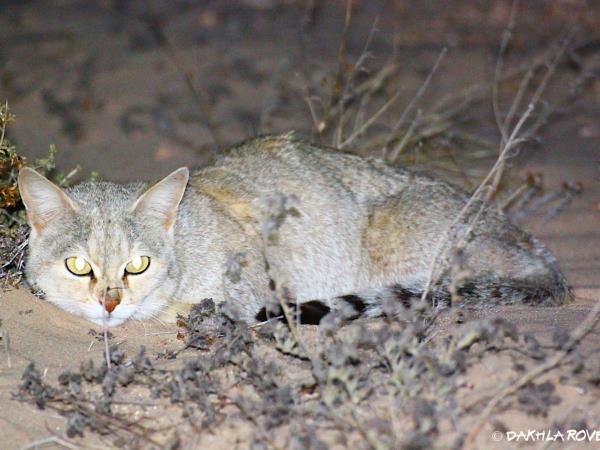 Western Sahara wildlife vacation