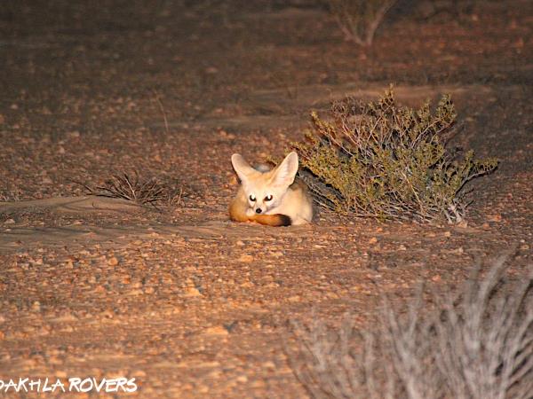 Western Sahara wildlife vacation