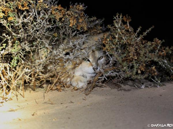 Western Sahara wildlife vacation