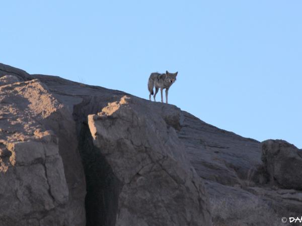 Western Sahara wildlife vacation