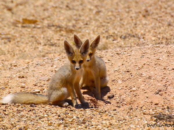 Western Sahara wildlife vacation