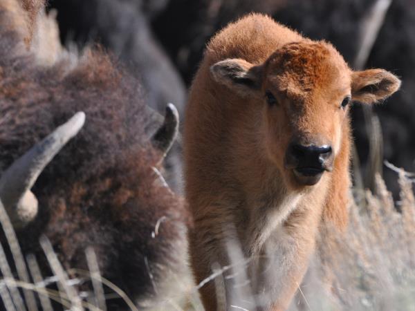 Yellowstone wildlife vacation in Spring
