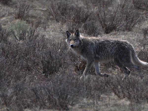 Yellowstone wildlife vacation in Spring