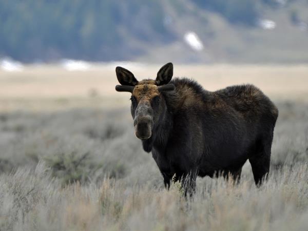 Yellowstone wildlife vacation in Spring