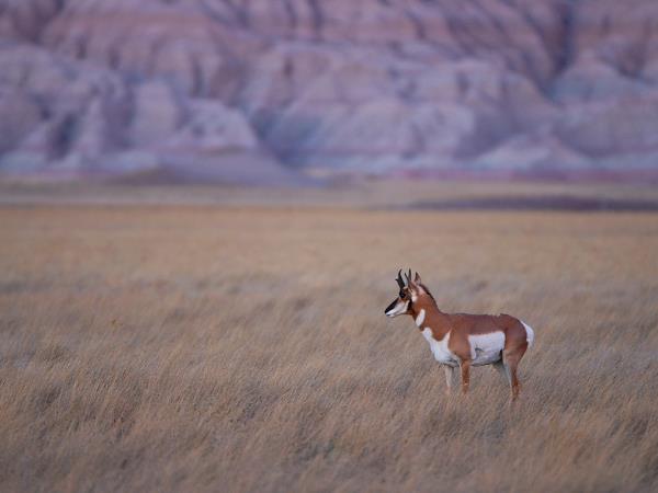 Yellowstone wildlife vacation in Spring