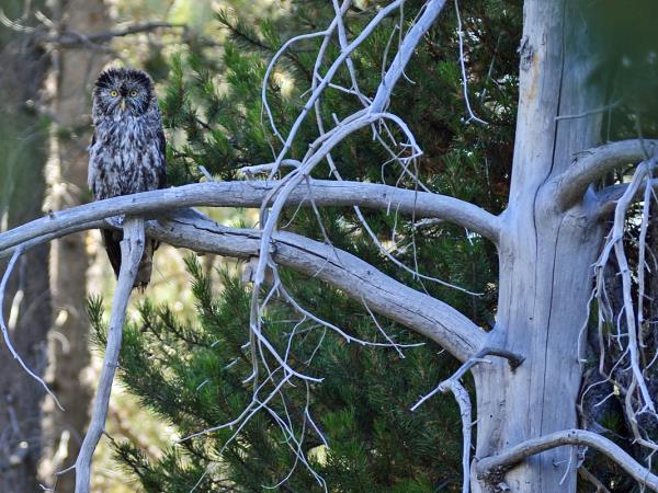Yellowstone wildlife vacation in Spring