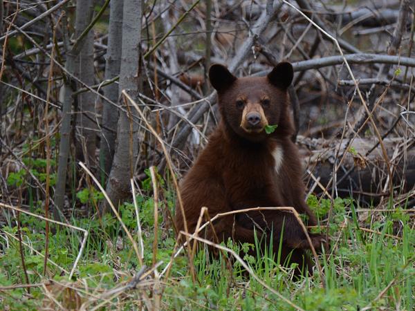 Yellowstone wildlife vacation in Spring