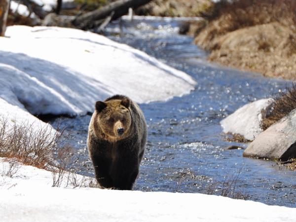 Yellowstone wildlife vacation in Spring