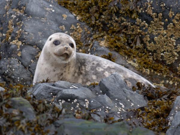 Shantar Archipelago wildlife cruise in Russia