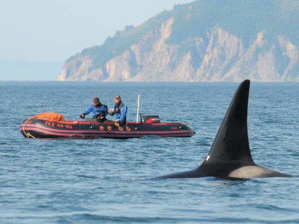 Shantar Archipelago wildlife cruise in Russia