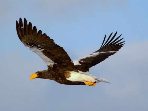 Shantar Archipelago wildlife cruise in Russia