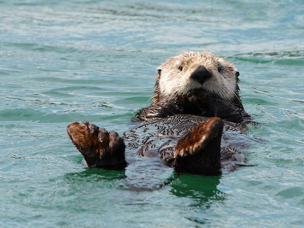 Shantar Archipelago wildlife cruise in Russia