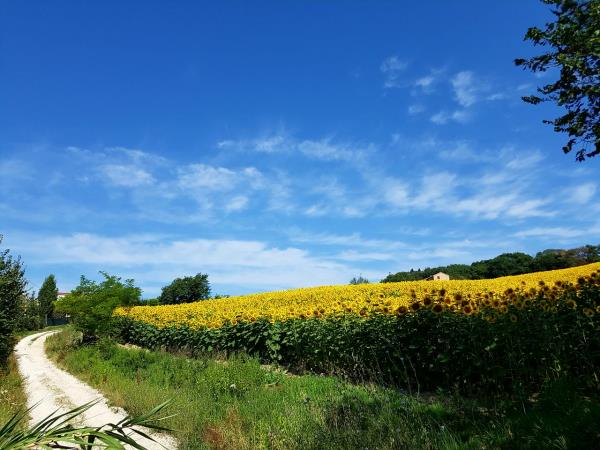 Le Marche biking vacation in Italy, guided