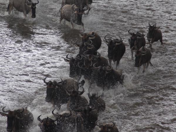 Tanzania highlights safari