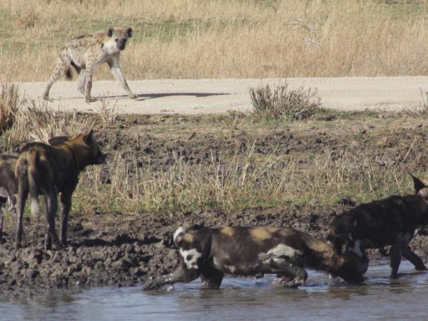 Tanzania highlights safari
