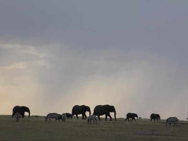 Tanzania highlights safari