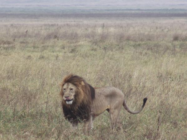 Tanzania highlights safari