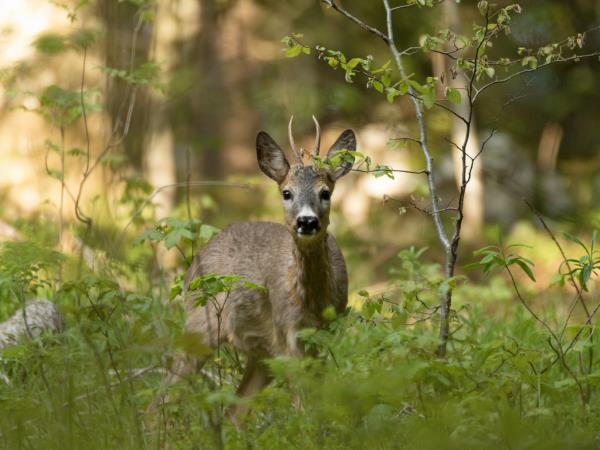 Croatia hiking and wildlife vacation