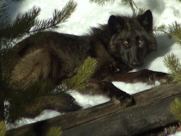 Yellowstone winter wildlife tour