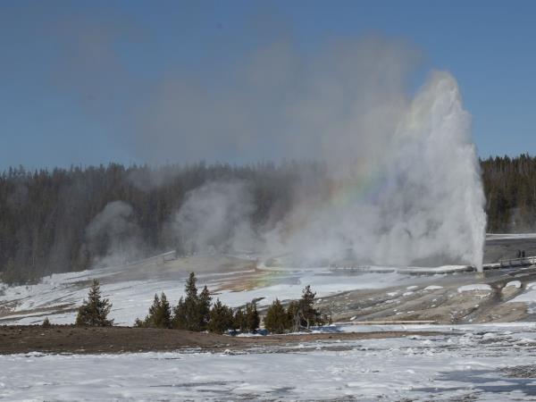 Yellowstone winter wildlife tour