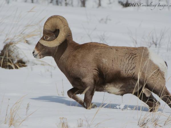 Yellowstone winter wildlife tour