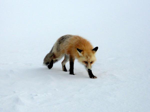 Yellowstone winter wildlife tour