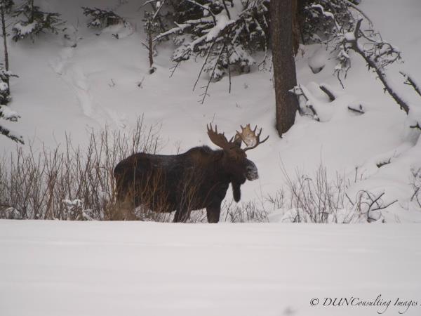 Yellowstone winter wildlife tour