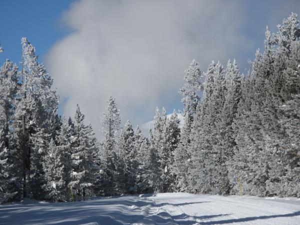 Yellowstone winter wildlife tour