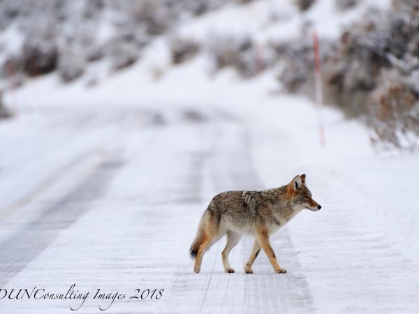 Yellowstone winter wildlife tour