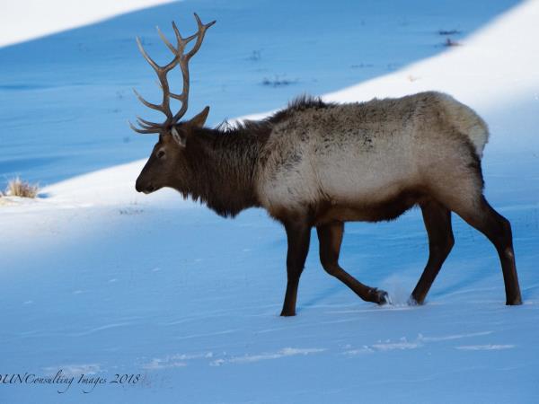 Yellowstone winter wildlife tour