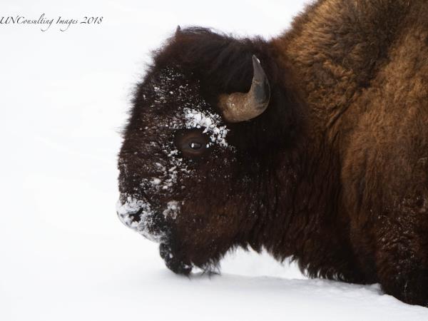 Yellowstone winter wildlife tour