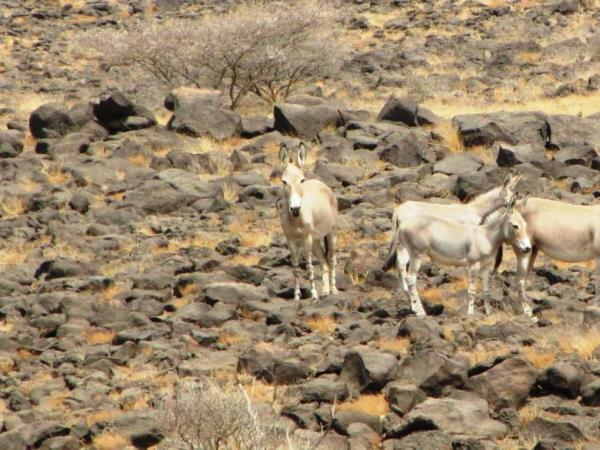 Eritrea wildlife safari