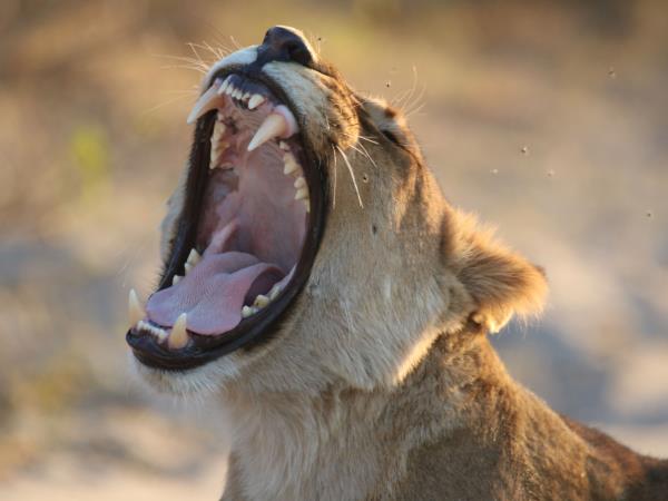 Namibia wildlife safari, off the beaten track